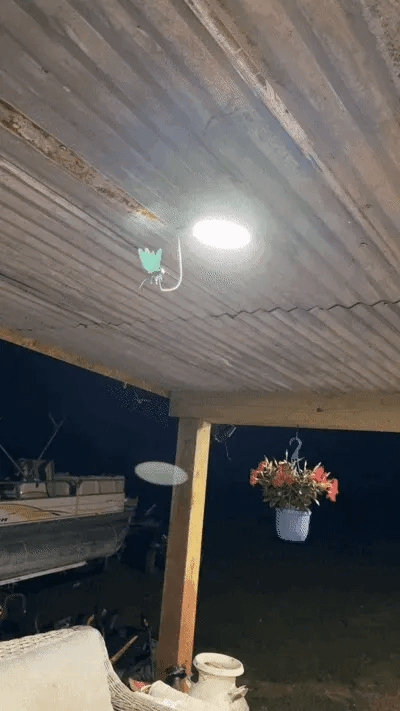 2026 Summer Hot Sale 49% OFF🔥Dragonfly Clip Bug Repe Llent